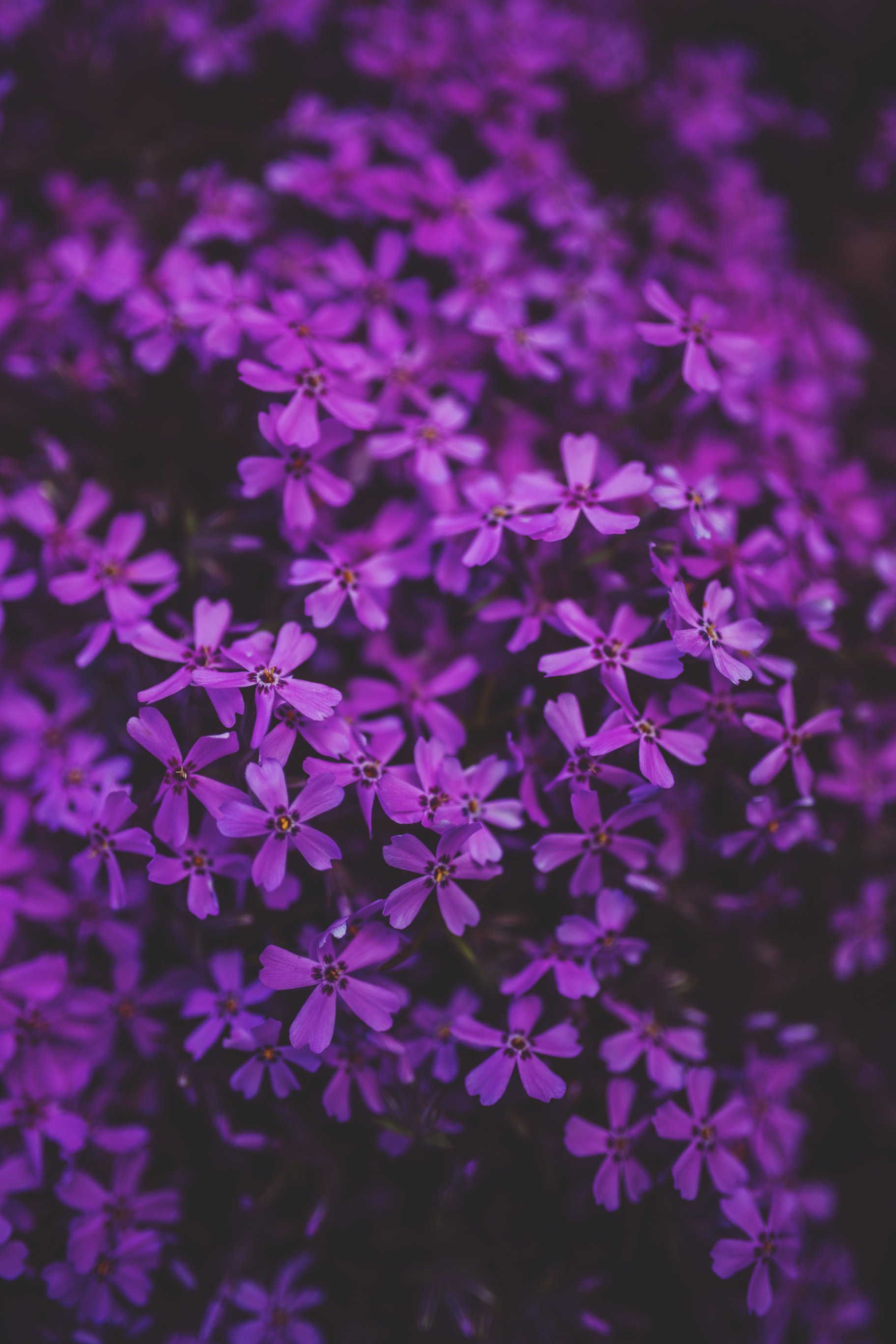 Little, Purple, Flower, Flowers, Plant, Decor, Garden